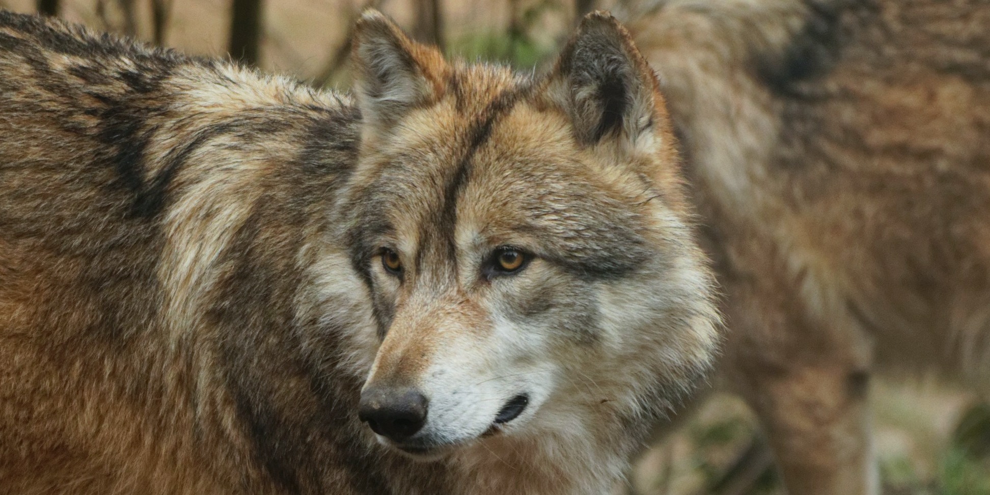 Red fox — native wildlife of the Maremma, Tuscany