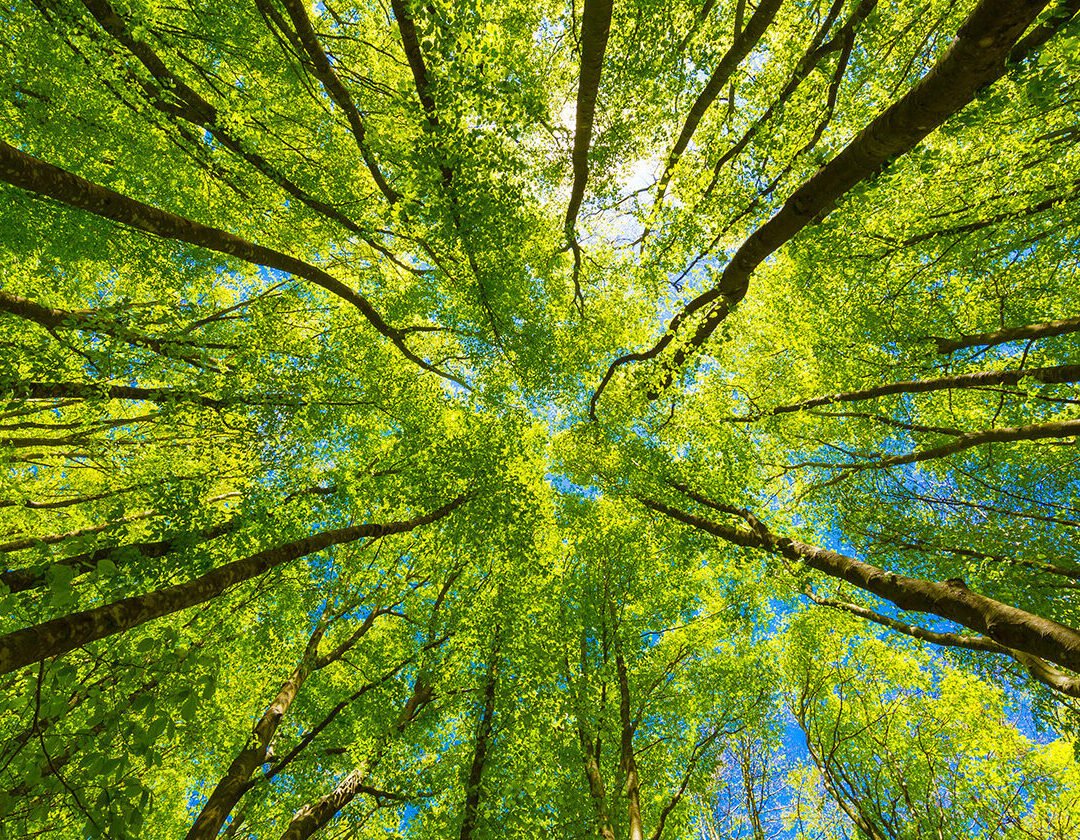 Environmental_Blog_BG