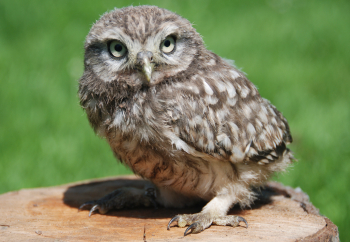 Little-owl