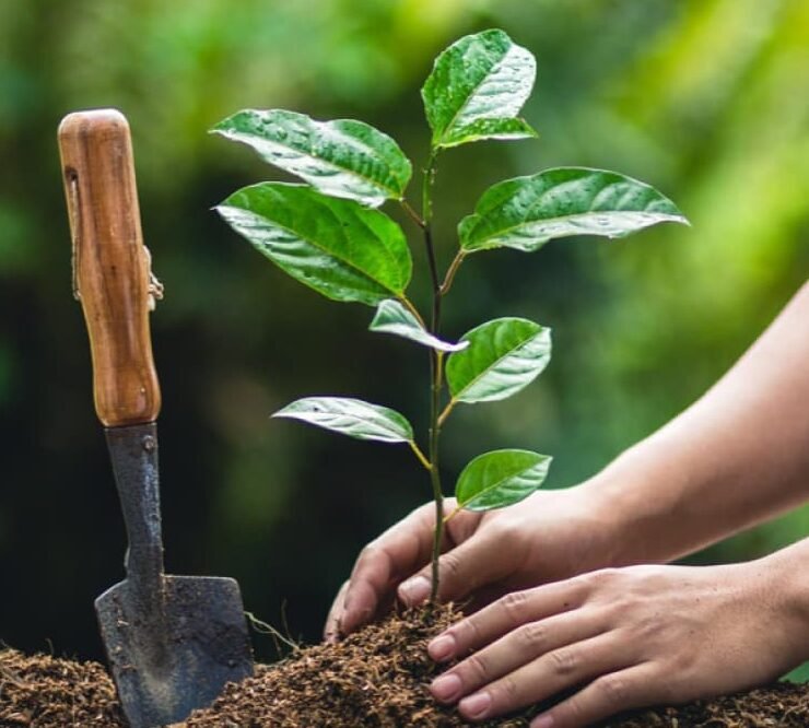 Plant-Trees-01-1403070001-1