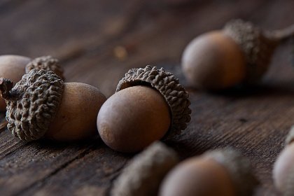 acorn