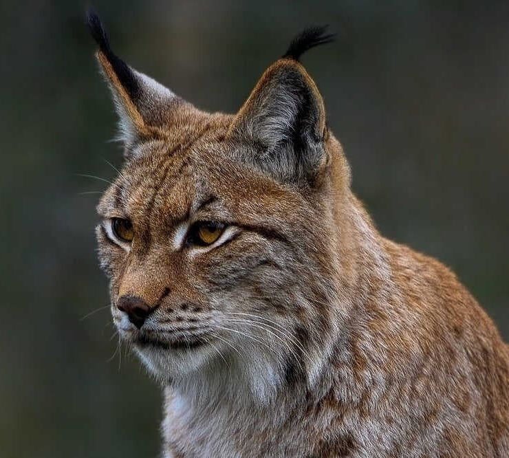 lynx